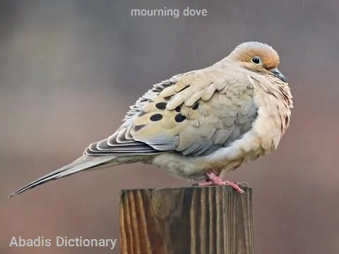 mourning dove